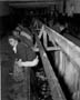Buchenwald