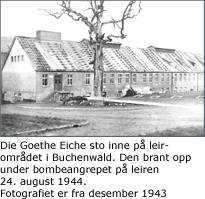 Goehte Eiche i leiromr&aring;det Buchenwald